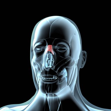 Bu 3D illüstrasyon, nazalis kaslarının x ışını kas yapısındaki görüntüsünü gösterir.