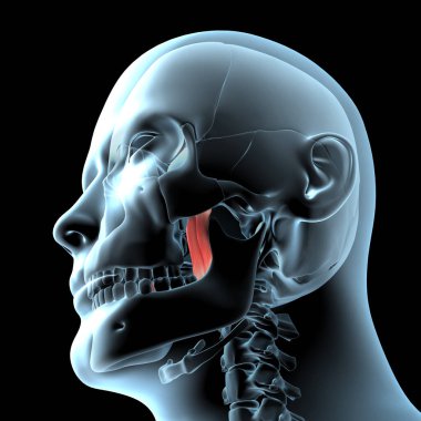 Bu 3D illüstrasyon x ışını gövdesinde orta pterigoid kaslarının anatomik pozisyonunu gösterir