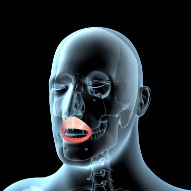 Bu 3D illüstrasyon, orbiculari veya kas röntgen üzerinde anatomik konumu gösterir