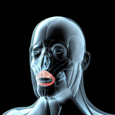 Bu 3D çizim, orbiculari ya da x ışını kas yapısındaki kasların görüntüsünü gösterir.