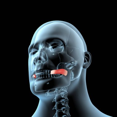 Bu 3D çizim, Röntgen gövdesindeki risorius kaslarının anatomik pozisyonunu gösteriyor.