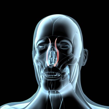 Bu 3D çizim, x ışını kas yapısındaki kuadratus Lawrence üstteki kasların görüntüsünü gösterir.