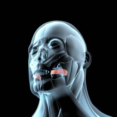 Bu 3D çizim, X-ray kas yapısındaki risorius kaslarının görüntüsünü gösteriyor.
