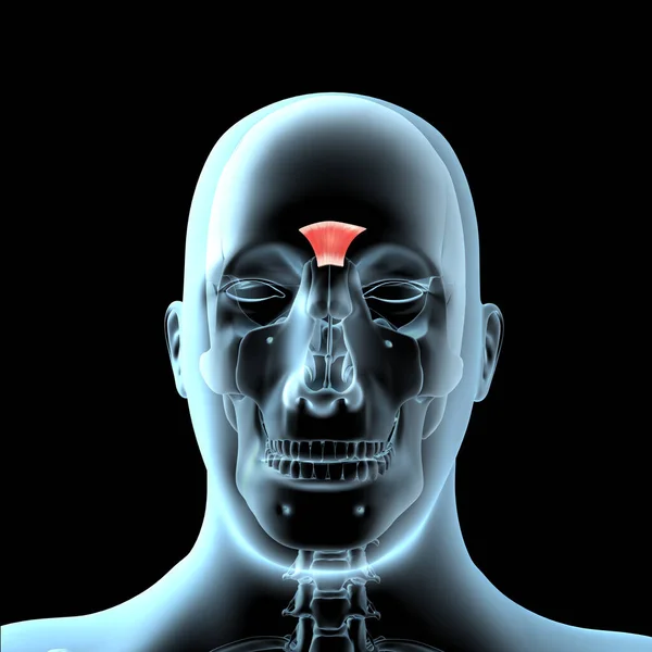 这个3D图例显示了X线体上的前肌解剖位置 — 图库照片