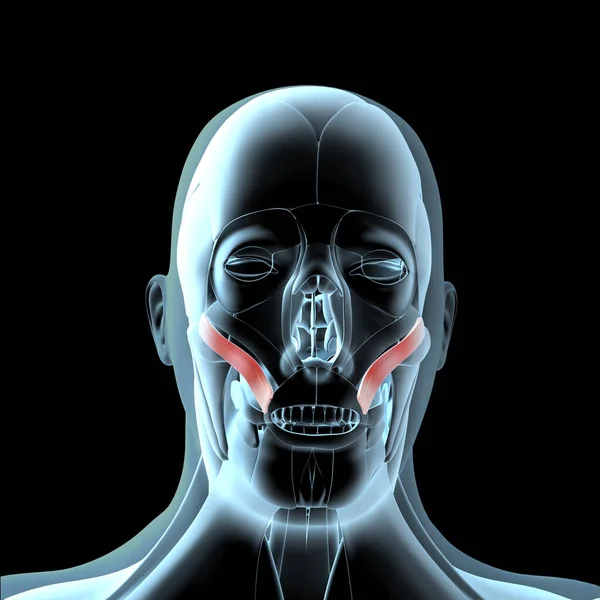 Illustration Shows View Zygomatic Major Muscles Xray Musculature — Stock Photo, Image