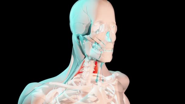 Ten Film Pokazuje Tylne Mięśnie Skalenu Pozycji Anatomicznej Ludzkim Ciele — Wideo stockowe