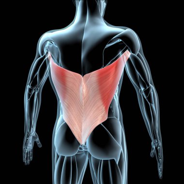 Bu 3D çizim, xray kas yapısındaki latissimus dorsi kaslarının görüntüsünü gösterir