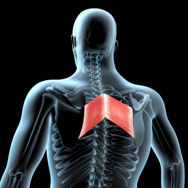Bu 3D illüstrasyon, eşkenar kasların röntgen gövdesinde anatomik pozisyonunu gösterir
