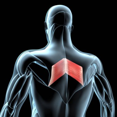 Bu 3D çizim, xray kas yapısındaki eşkenar dörtgen ana kasların görüntüsünü gösterir