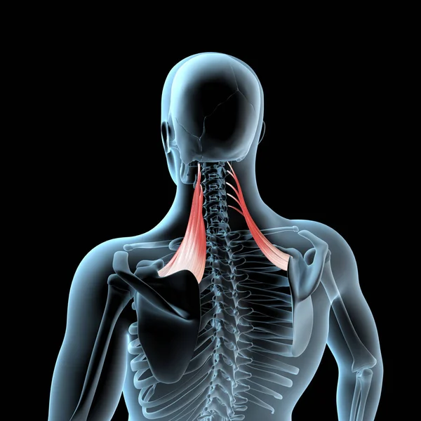 この3D図は X線ボディ上のレベーター肩甲骨の筋肉の解剖学的位置を示しています — ストック写真