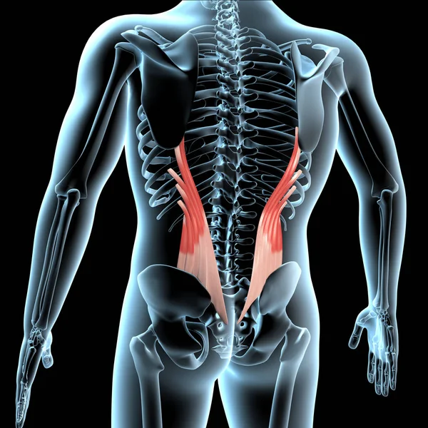 Tento Ilustrace Ukazuje Iliocostalis Lumborum Svaly Anatomická Poloha Xray Tělo — Stock fotografie