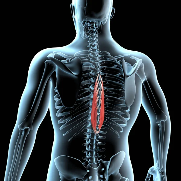 Çizim Omurilik Torasisi Üst Kasların Röntgen Gövdesinde Anatomik Pozisyonunu Gösteriyor — Stok fotoğraf