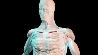 Bu 3D video subklaviyus kaslarının insan vücudundaki anatomik pozisyonunu gösteriyor.