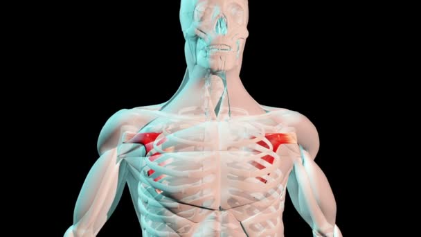 Video Ini Menunjukkan Posisi Anatomi Otot Subscapularis Pada Tubuh Manusia — Stok Video