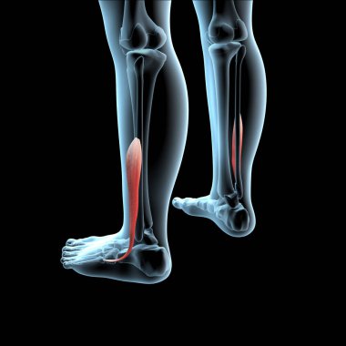 Bu 3D illüstrasyon, fibularis brevis kaslarının röntgen gövdesinde anatomik pozisyonunu gösterir.