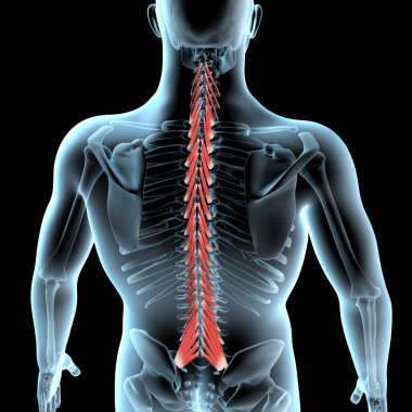 Bu 3D çizim, X-ray gövdesindeki çoklu fidus kaslarının anatomik pozisyonunu gösterir
