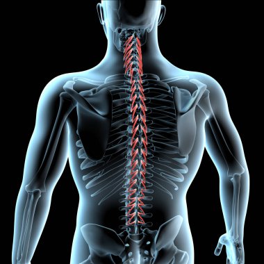 Bu 3D illüstrasyon rotatörleri gösterir spinae kas xray vücut anatomik konumu