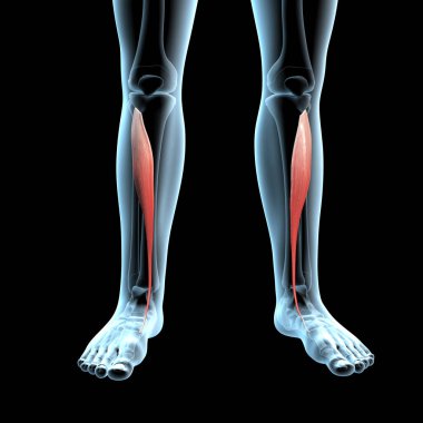 Bu 3D illüstrasyon tibialis anterior kasların x ışını gövdesinde anatomik pozisyonunu gösterir