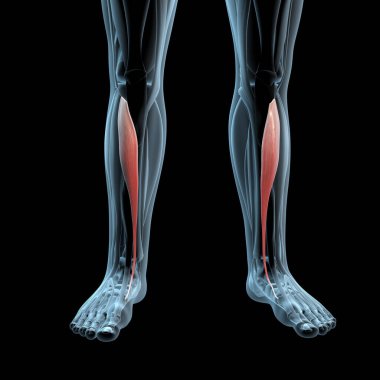 Bu 3D illüstrasyon, x ışını kas yapısındaki tibialis anterior kasların görüntüsünü gösterir.