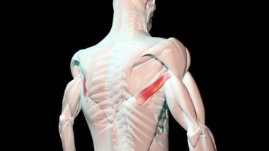 Bu 3D video teres büyük kasları gösteriyor anatomik konum insan vücudu üzerinde