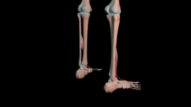 Bu 3D animasyon, insan iskeletinde tam dönüşümlü halisünasyon longus kaslarını gösteriyor.