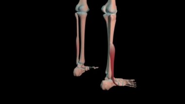 Bu 3D animasyon, fibularis brevis kaslarının insan iskeletinde tam dönüş döngüsünde olduğunu gösteriyor.