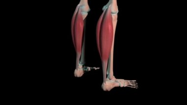 Bu 3D animasyon gastrocnemius kaslarının insan iskeletinde tam döngü döngüsünü gösteriyor.