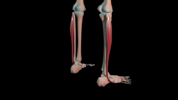 Deze Animatie Toont Fibularis Longus Spieren Volledige Rotatie Lus Menselijk — Stockvideo