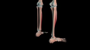 Bu 3 boyutlu animasyon, tibialis ön kaslarının insan iskeletinde tam döngü döngüsünü gösteriyor.