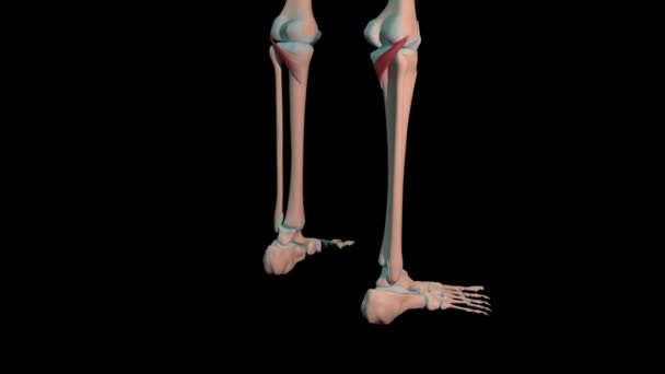 Animation Shows Popliteus Muscles Full Rotation Loop Human Skeleton — Stock Video