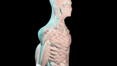 Bu 3D video supraspinatus kaslarının insan vücudundaki anatomik pozisyonunu gösteriyor.