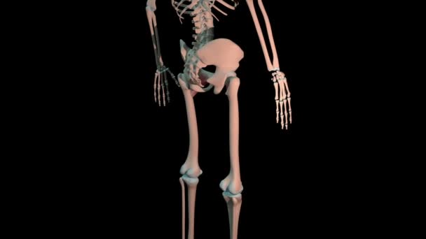 Esta Animación Muestra Los Músculos Pectínicos Bucle Rotación Completa Esqueleto — Vídeo de stock