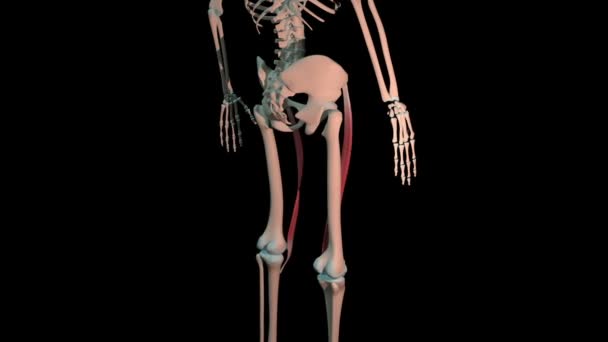 Animáció Mutatja Sartorius Izmok Teljes Forgatás Hurkot Emberi Csontváz — Stock videók