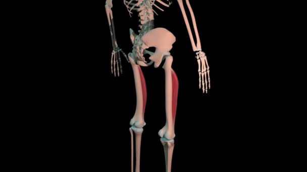 Трехмерная Анимация Показывает Промежуточные Мышцы Полном Цикле Вращения Скелете Человека — стоковое видео