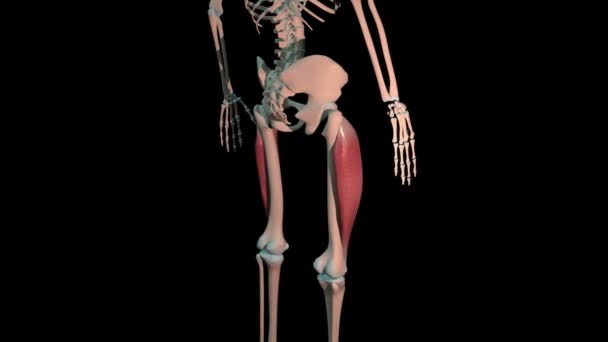 Анимация Показывает Вастус Латеральной Мышцы Полный Цикл Вращения Скелете Человека — стоковое видео