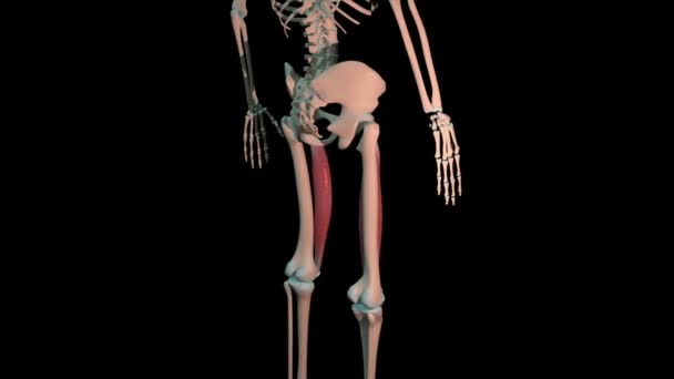 Animation Shows Vastus Medialis Muscles Full Rotation Loop Human Skeleton — Stock Video