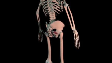 Bu 3 boyutlu animasyon, obturator internus kaslarının insan iskeletinde tam dönüşümlü döngüde olduğunu gösteriyor.