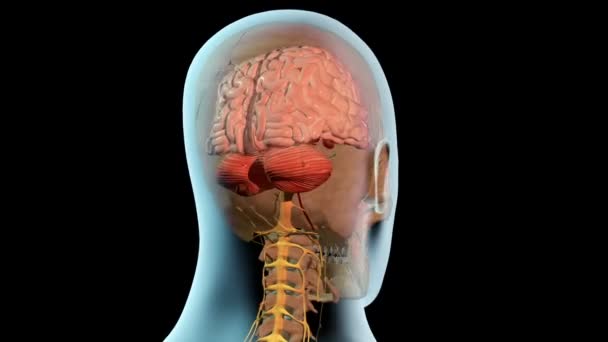 Esta Animación Bucle Muestra Posición Anatómica Del Cerebro Rotación Completa — Vídeo de stock