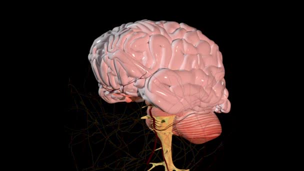 Animacja Medyczna Ukazuje Przegląd Ludzkiego Mózgu Wszystkich Jego Części — Wideo stockowe