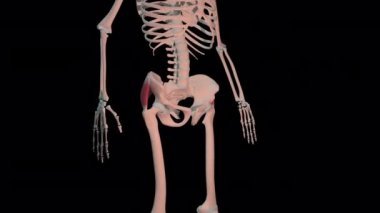 Bu 3D animasyon, insan iskeletinde gluteus medius kaslarının tam döngü döngüsünü gösteriyor.