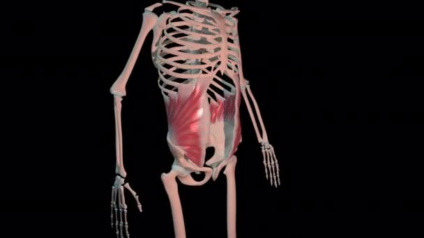 Animation Shows Abdominal Internal Oblique Muscles Full Rotation Loop Human — Stock Video