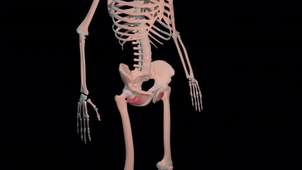 Esta Animação Mostra Músculos Externos Obturadores Loop Rotação Completa Esqueleto — Vídeo de Stock