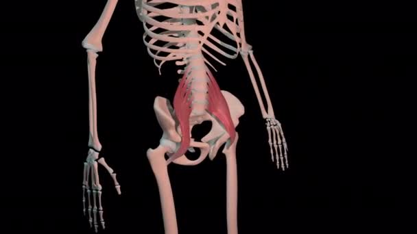 Diese Animation Zeigt Die Psoas Hauptmuskeln Voller Rotationsschleife Menschlichen Skelett — Stockvideo