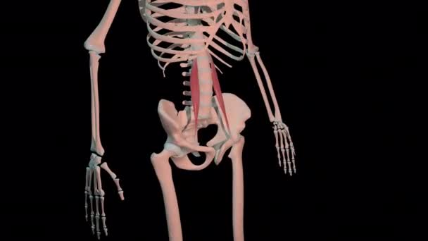 Animáció Mutatja Psoas Kisebb Izmok Teljes Forgás Hurkot Emberi Csontváz — Stock videók