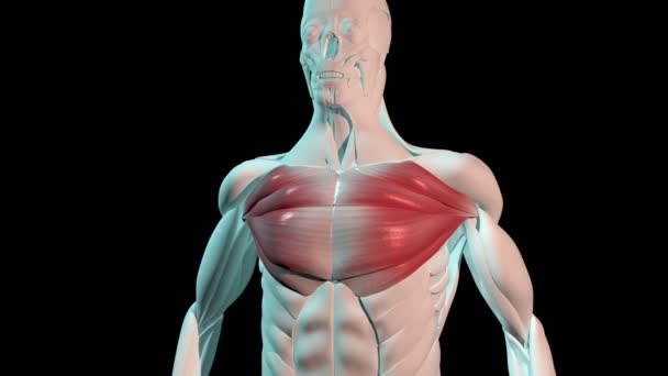 Toto Video Ukazuje Prsní Svaly Anatomické Pozice Lidském Těle — Stock video
