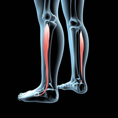 This 3d illustration shows the fibularis longus muscles anatomical position on xray body