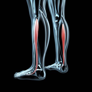 This 3d illustration shows a view of the fibularis longus muscles on xray musculature