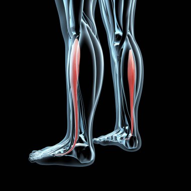 This 3d illustration shows a view of the fibularis longus muscles on xray musculature clipart