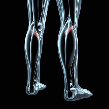 This 3d illustration shows a view of the popliteus muscles on xray musculature