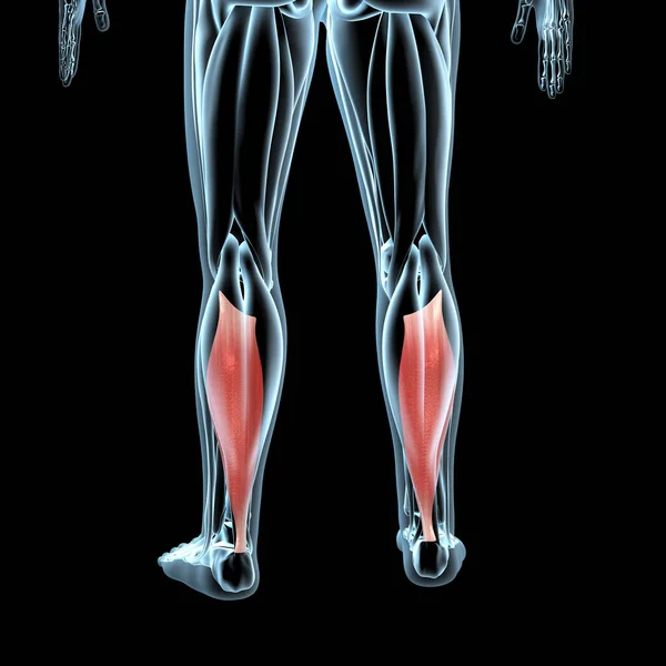 Illustration Shows View Soleus Muscles Xray Musculature — Foto Stock